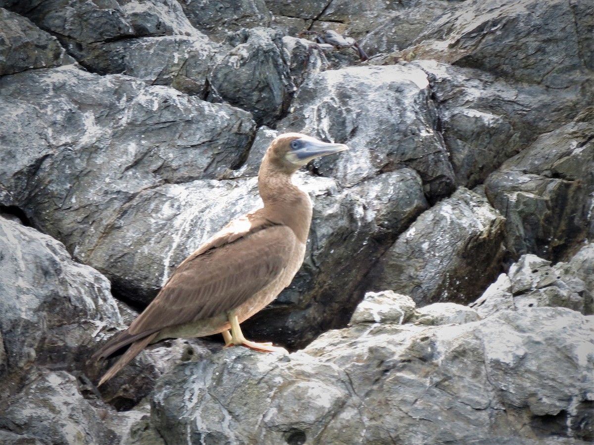 Brown Booby - ML248544941