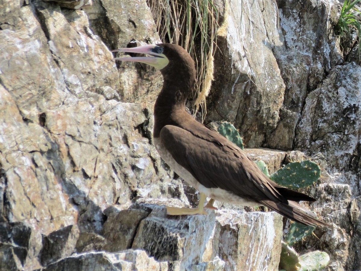 Brown Booby - ML248544951