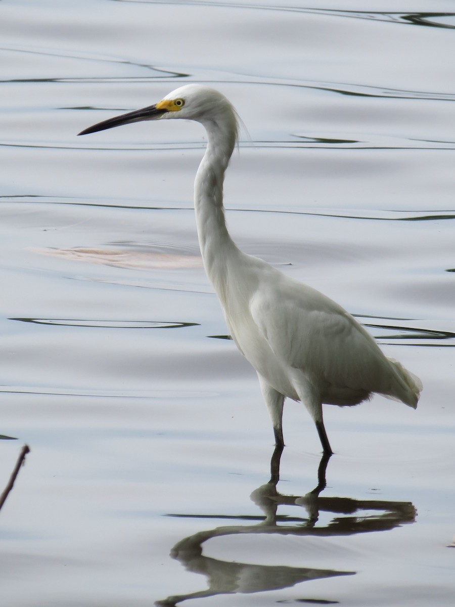 Snowy Egret - ML248544971