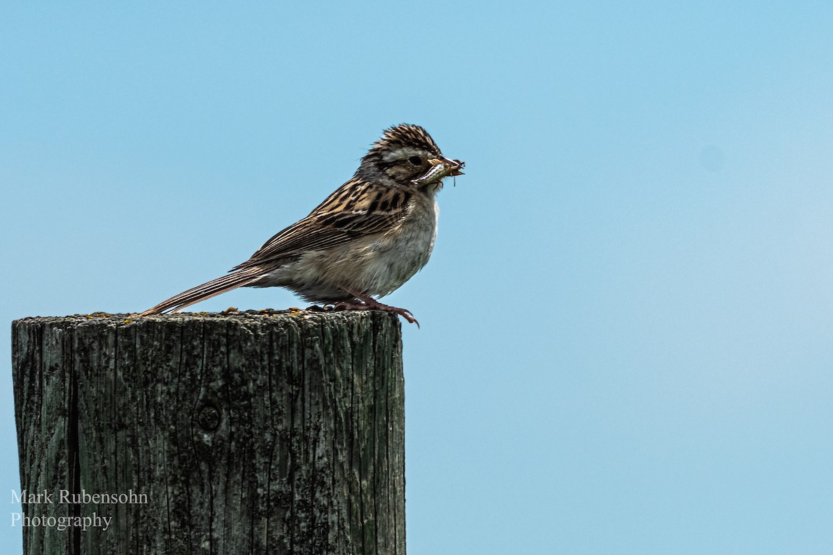 Clay-colored Sparrow - ML248545771
