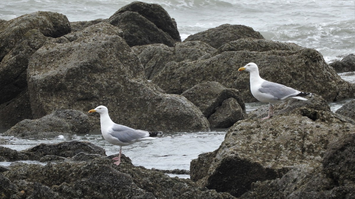 Gaviota Argéntea - ML248546231