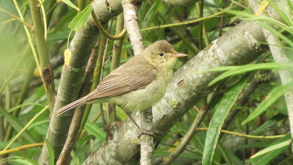 Melodious Warbler - ML248546321
