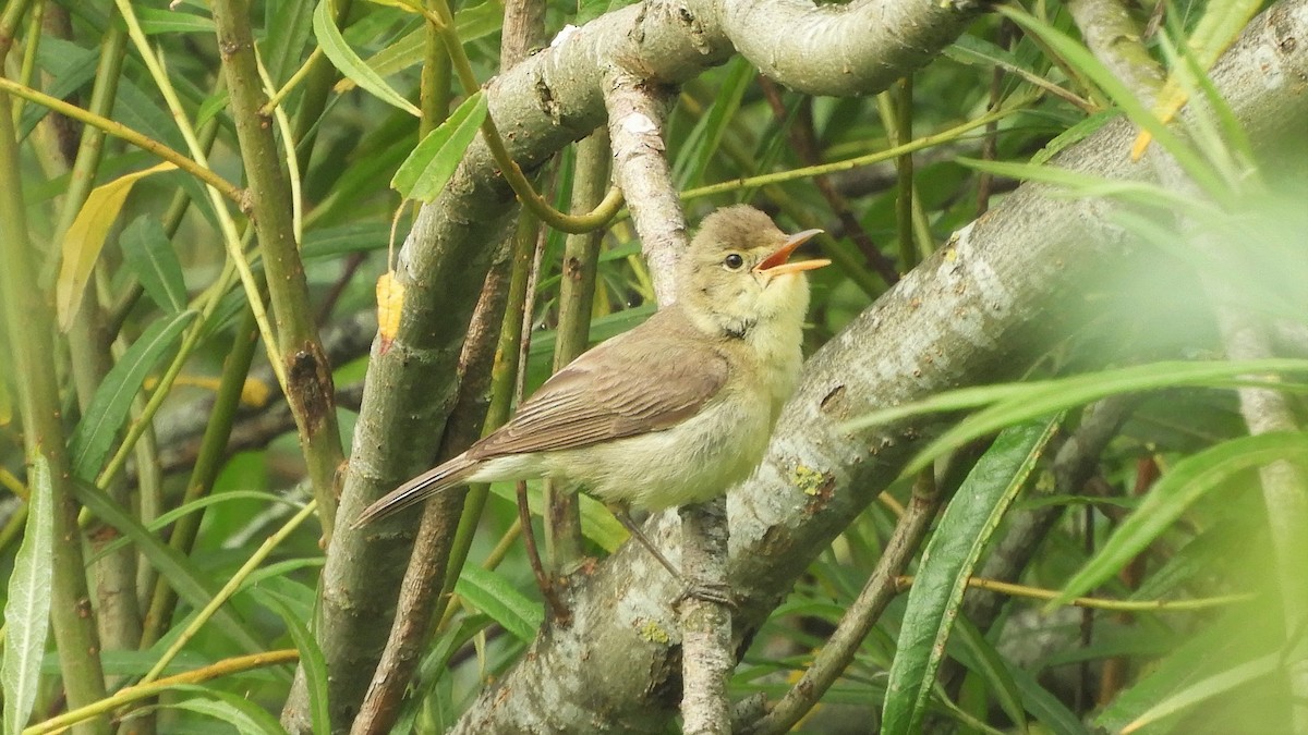 Melodious Warbler - ML248546331