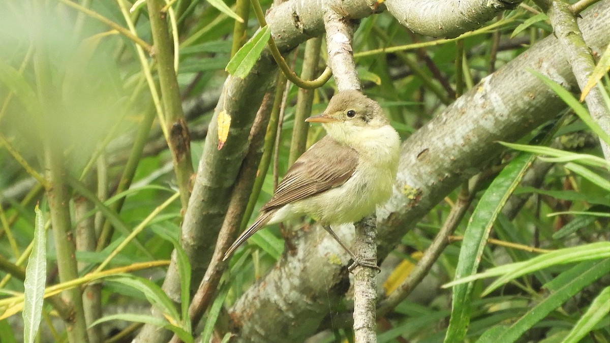 Melodious Warbler - ML248546341