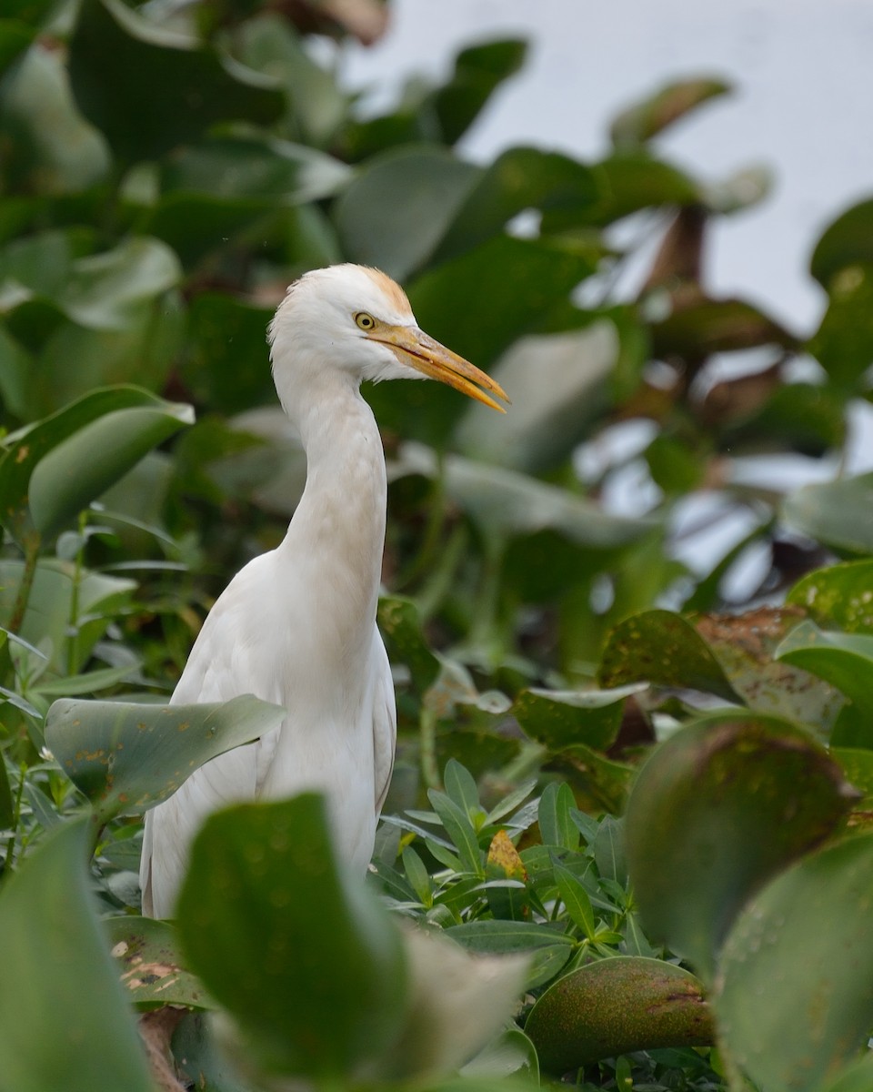 Eastern Cattle-Egret - ML248549181