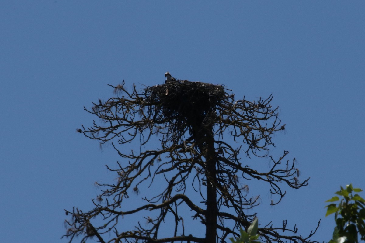 Osprey - Sandi Pensinger