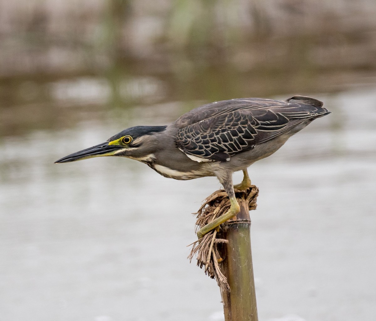 Striated Heron - ML248549771