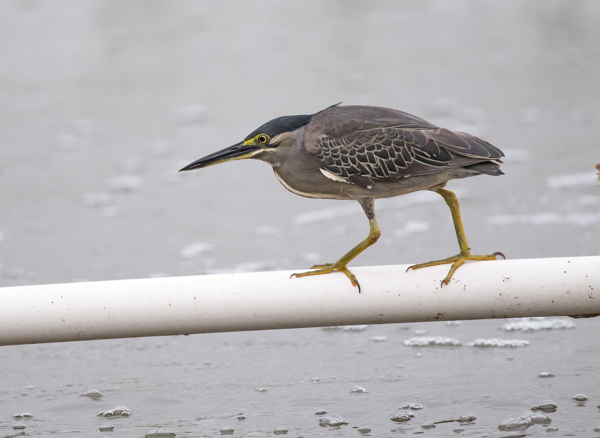 Striated Heron - ML248549801