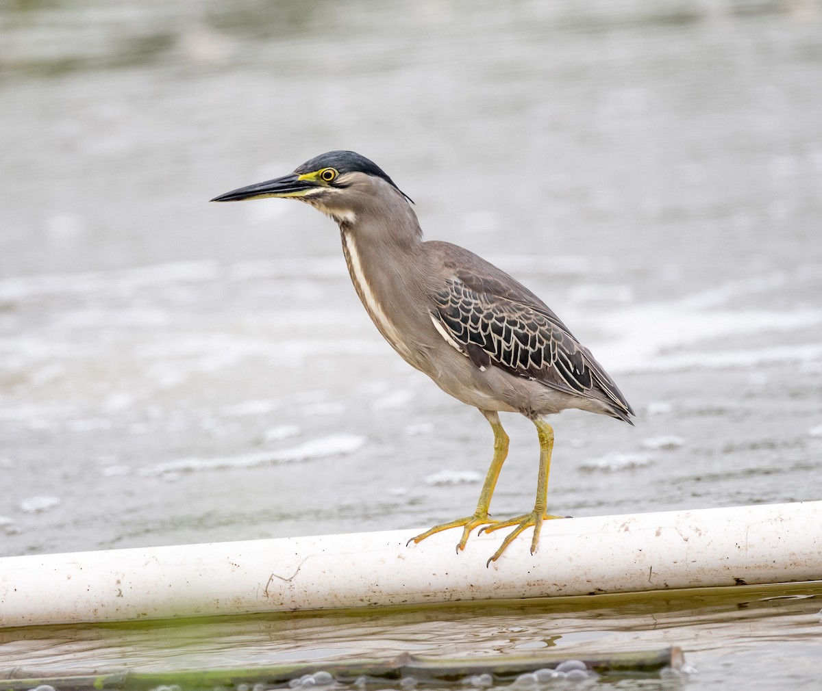 Striated Heron - ML248549811