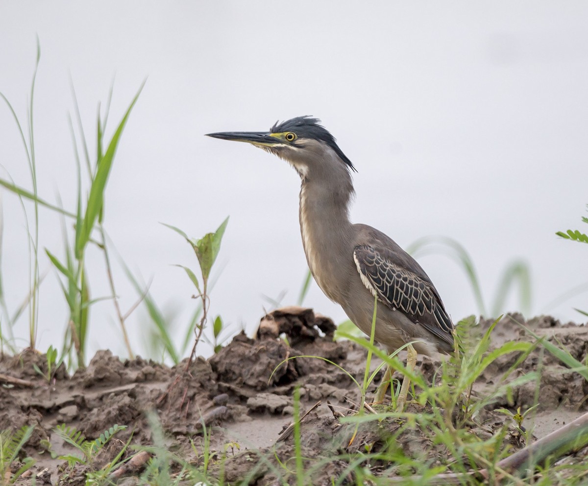 Striated Heron - ML248549851