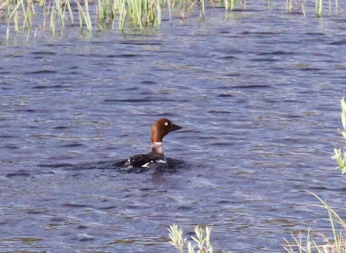 Common Goldeneye - ML248550401