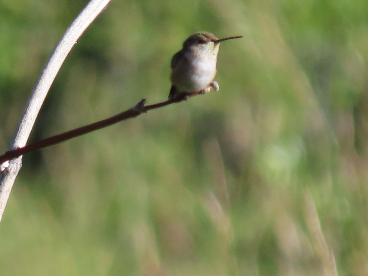 Calliope Hummingbird - ML248550641