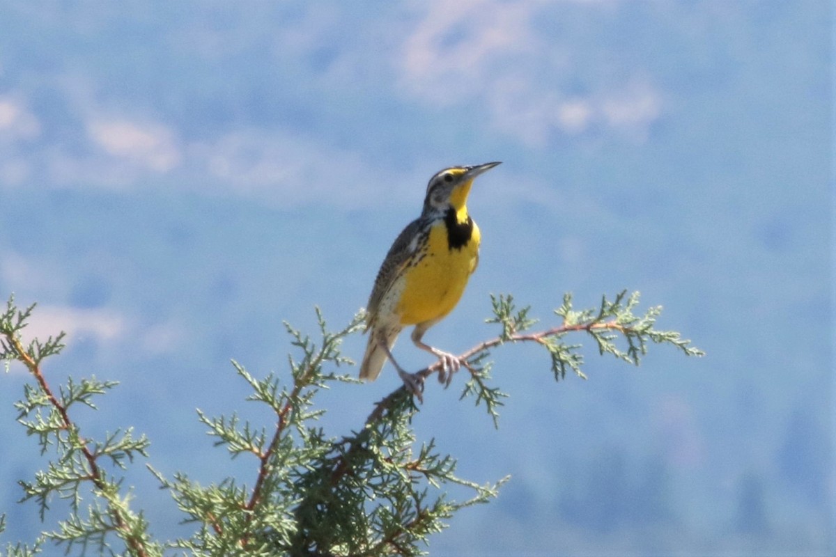 Western Meadowlark - ML248551091