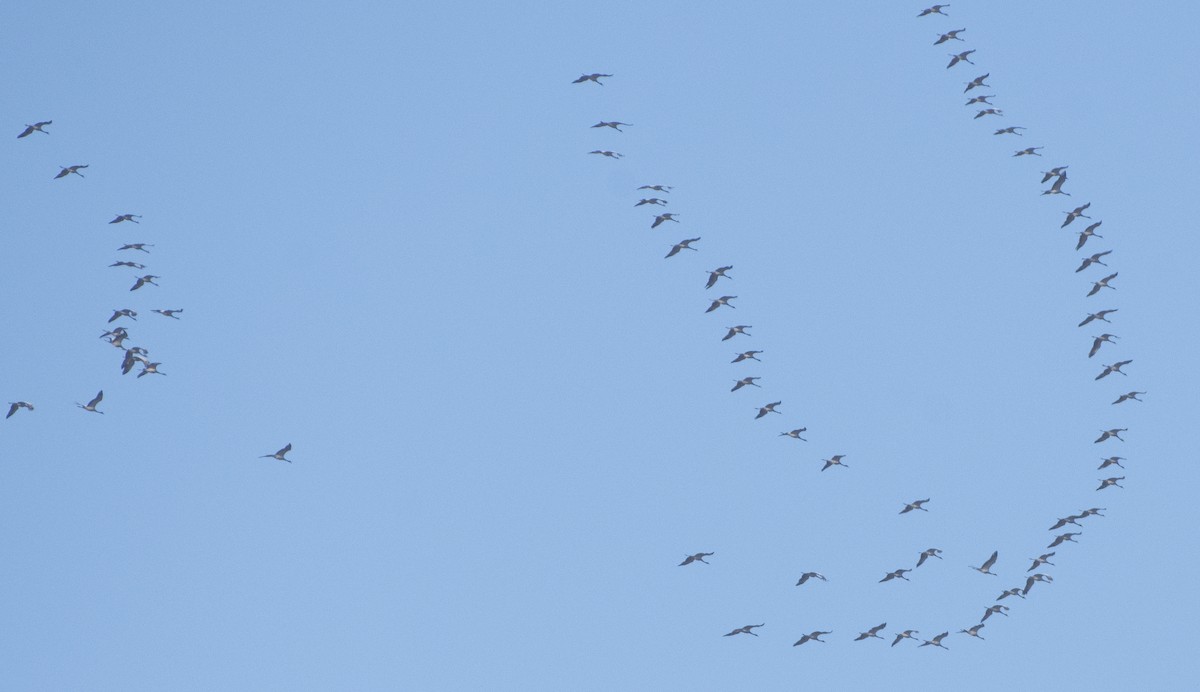 Demoiselle Crane - ML248551951