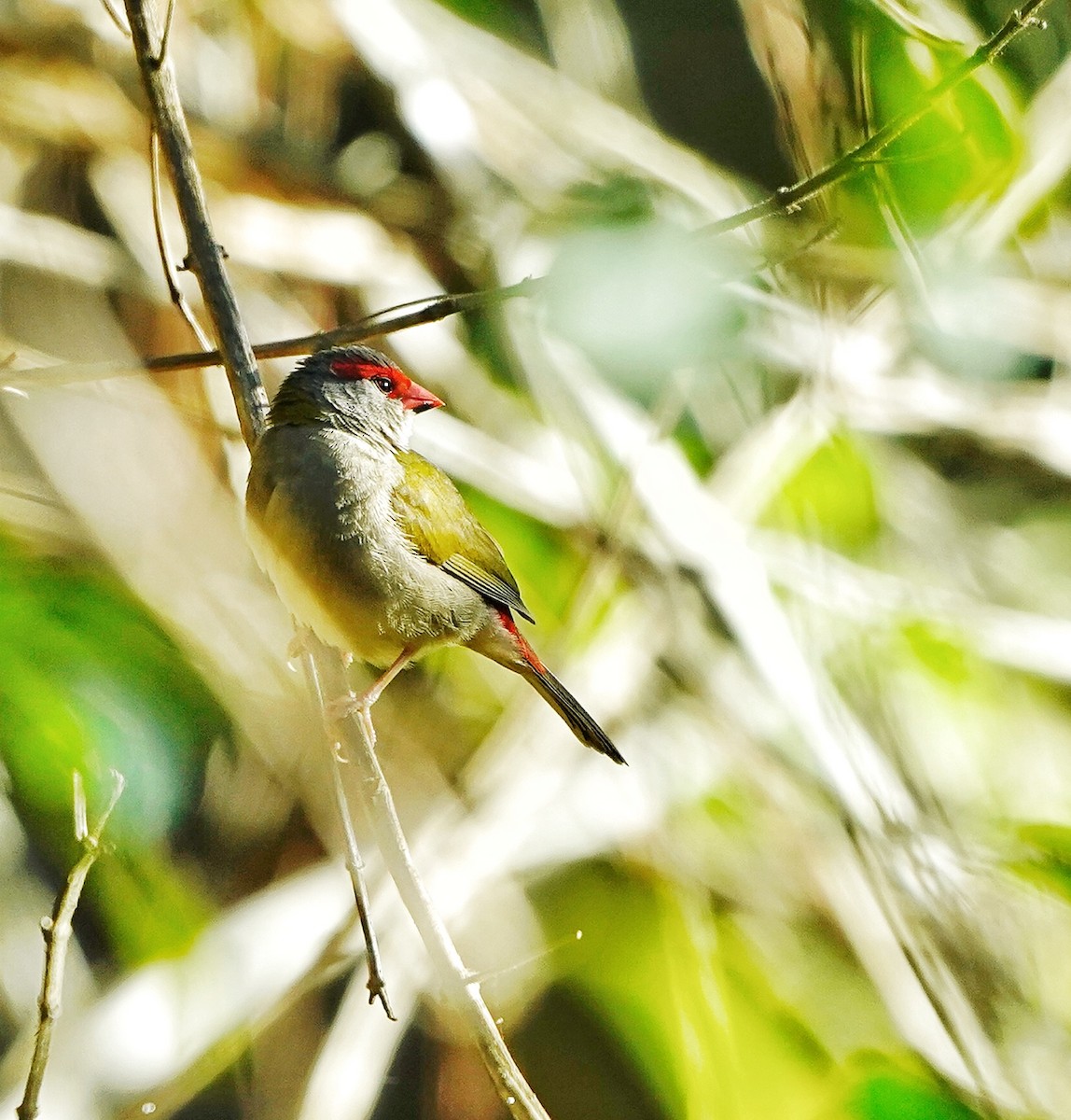 Red-browed Firetail - ML248552291