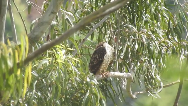 Oriental Honey-buzzard - ML248554241