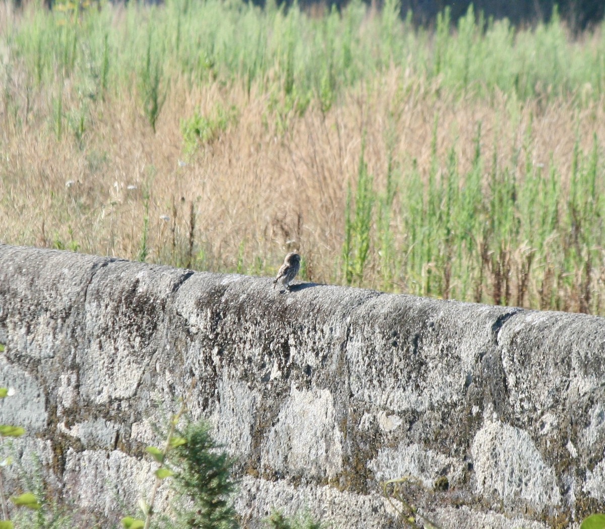 Little Owl - Ricardo Melo