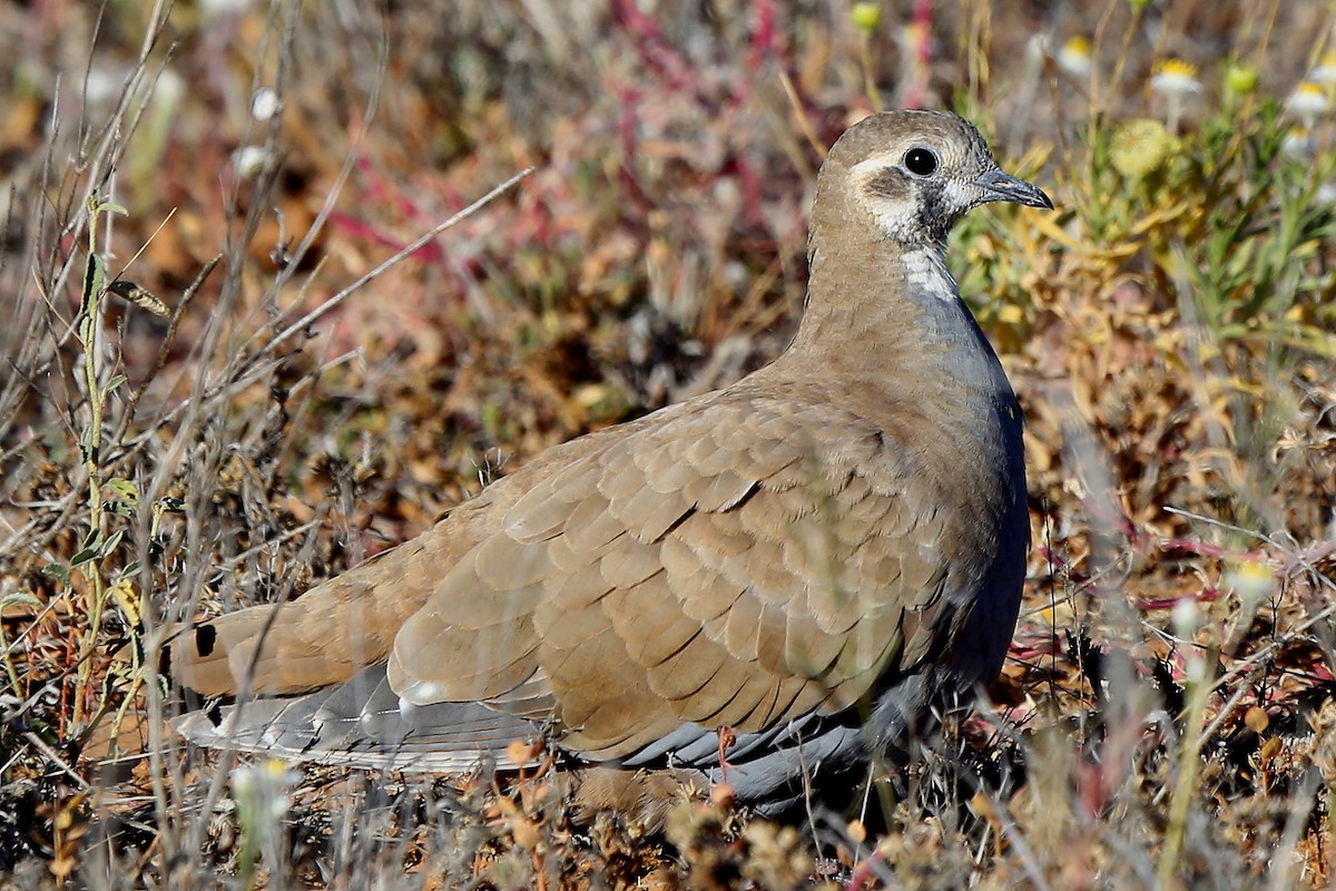 Flock Bronzewing - Peter Kyne