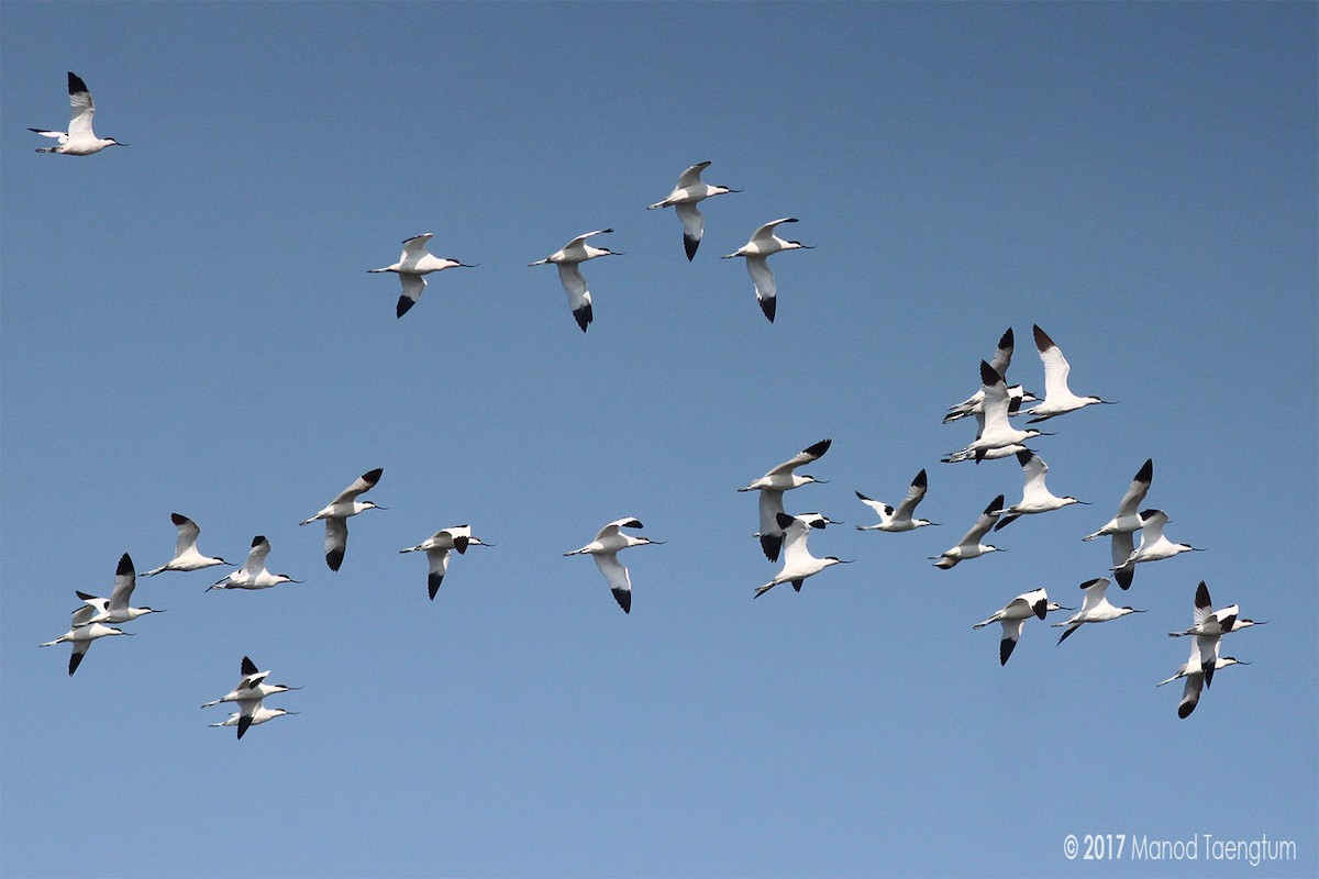 Pied Avocet - ML248555951