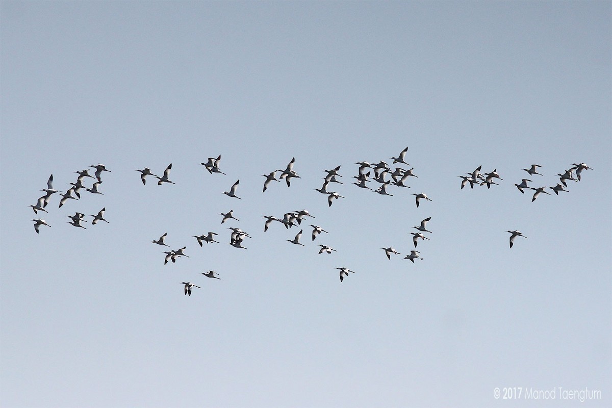 Pied Avocet - ML248555961