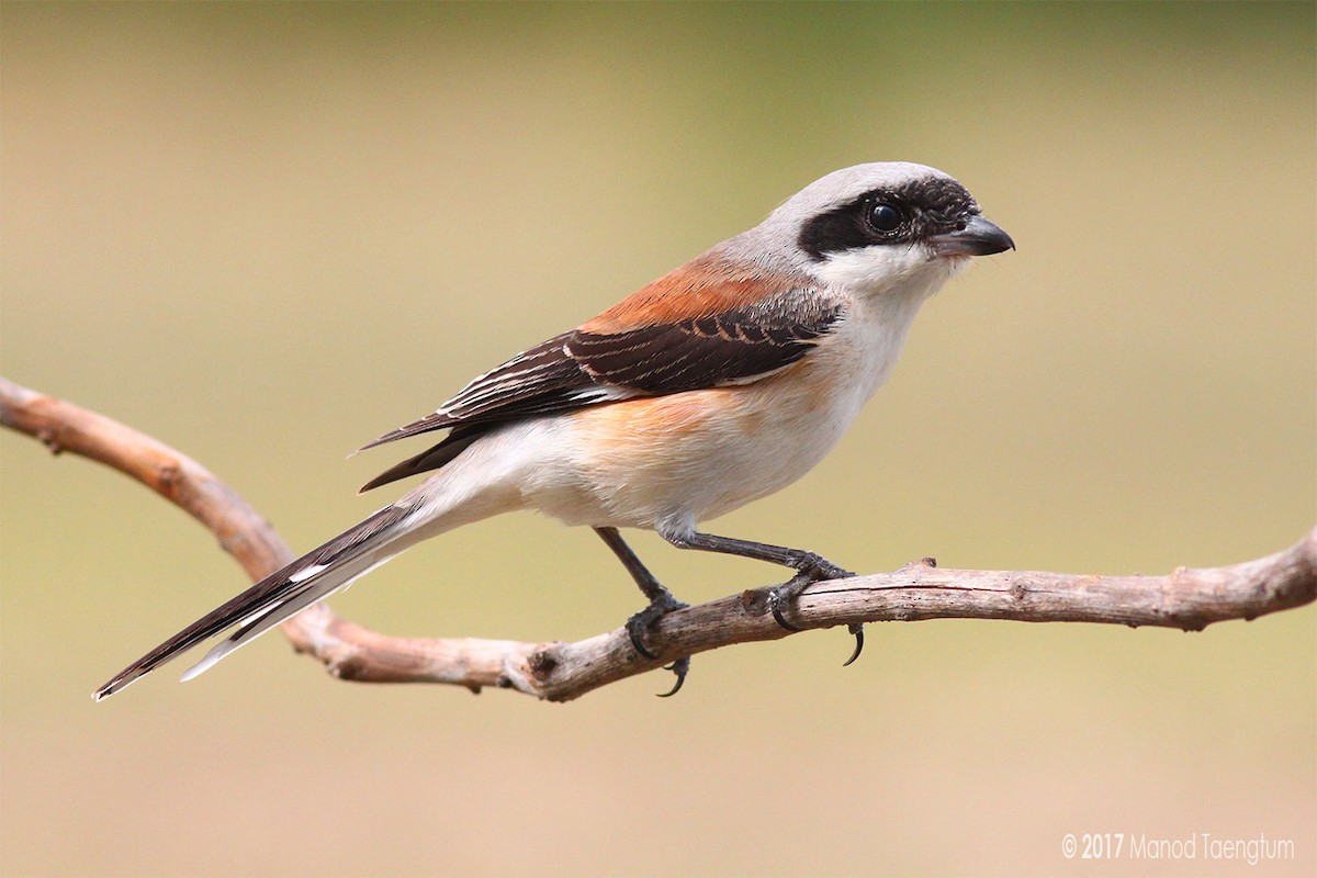 Bay-backed Shrike - ML248556731