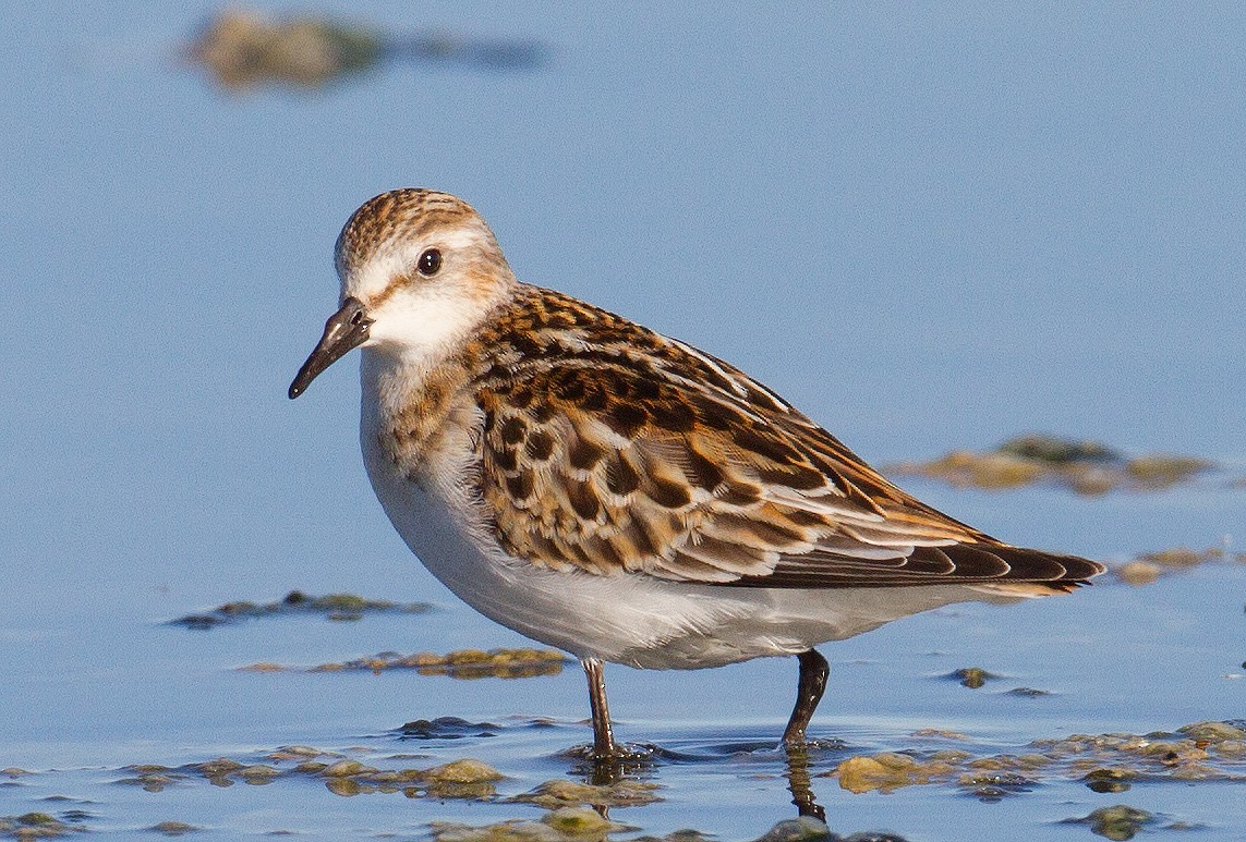 Little Stint - ML248556751