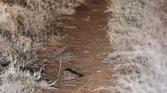 Donaldson Smith's Nightjar - ML248557291