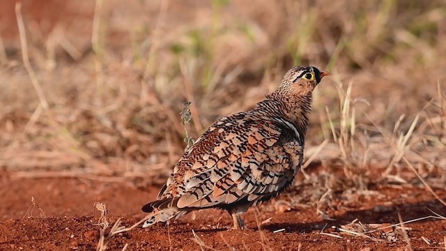 Black-faced Sandgrouse - ML248557301