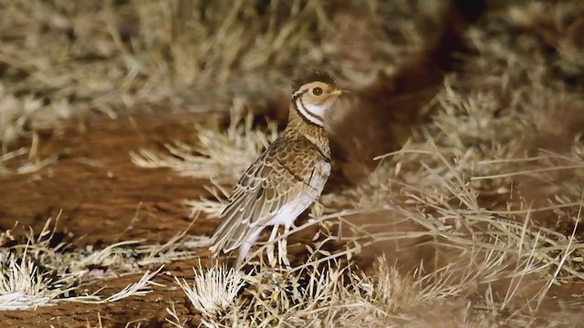 Three-banded Courser - ML248557611