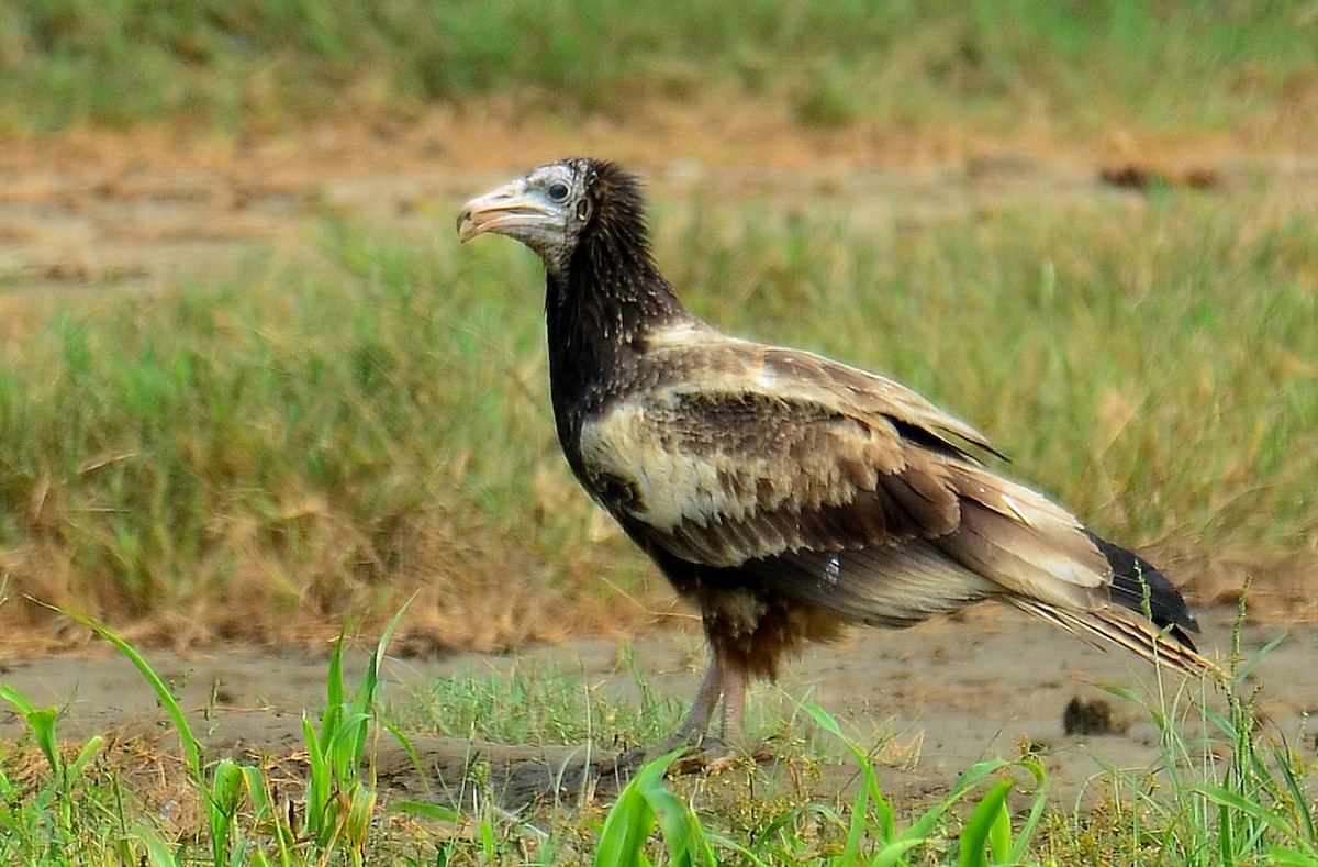 Egyptian Vulture - ML248558231