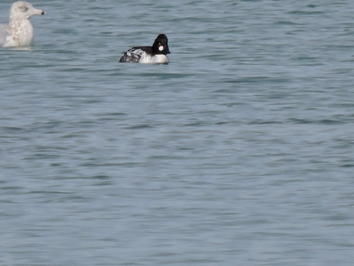 Common Goldeneye - Eric Michael