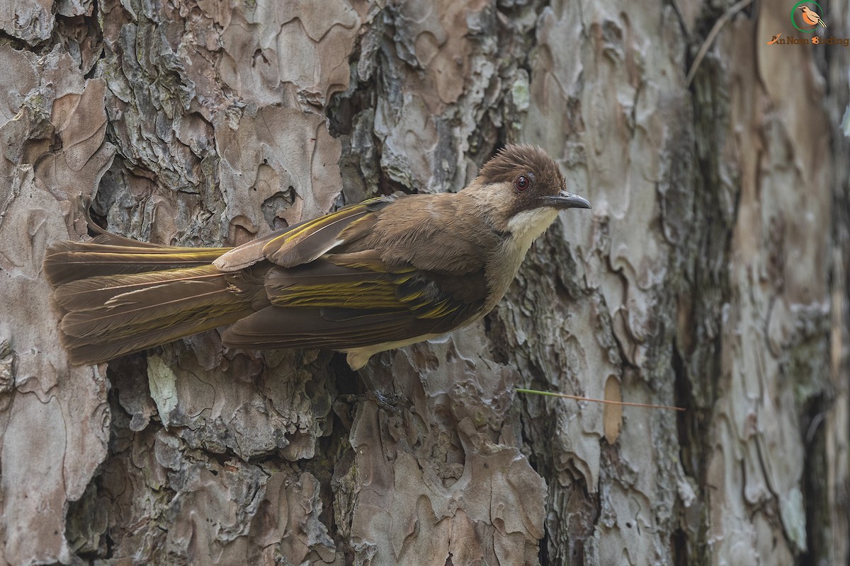 Ashy Bulbul (Brown-backed) - Dinh Thinh