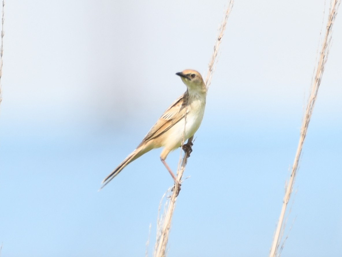 Bristled Grassbird - ML248561711