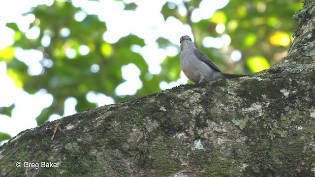 Ashy Flycatcher - ML248561941