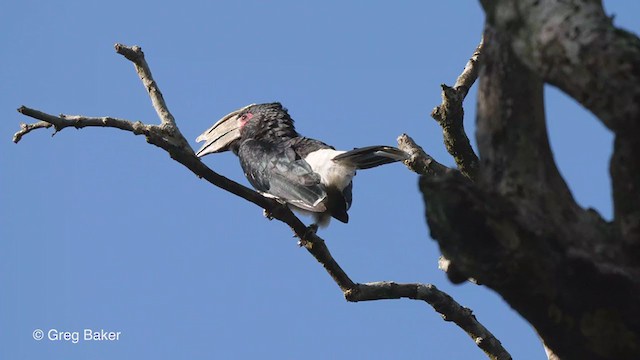 Trompeterhornvogel - ML248561981