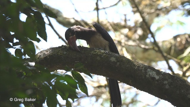 Crowned Hornbill - ML248562421