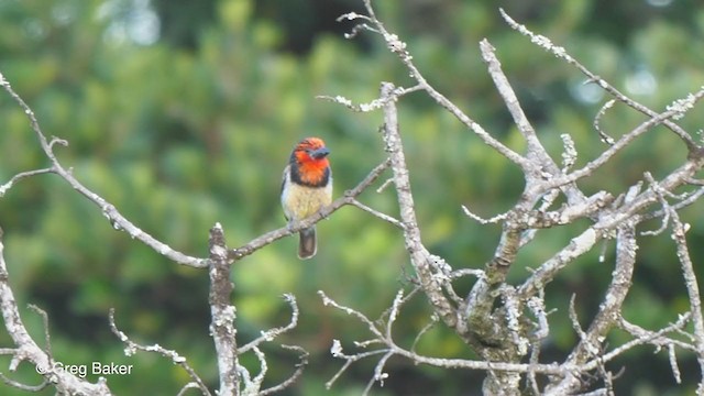 Black-collared Barbet - ML248562461