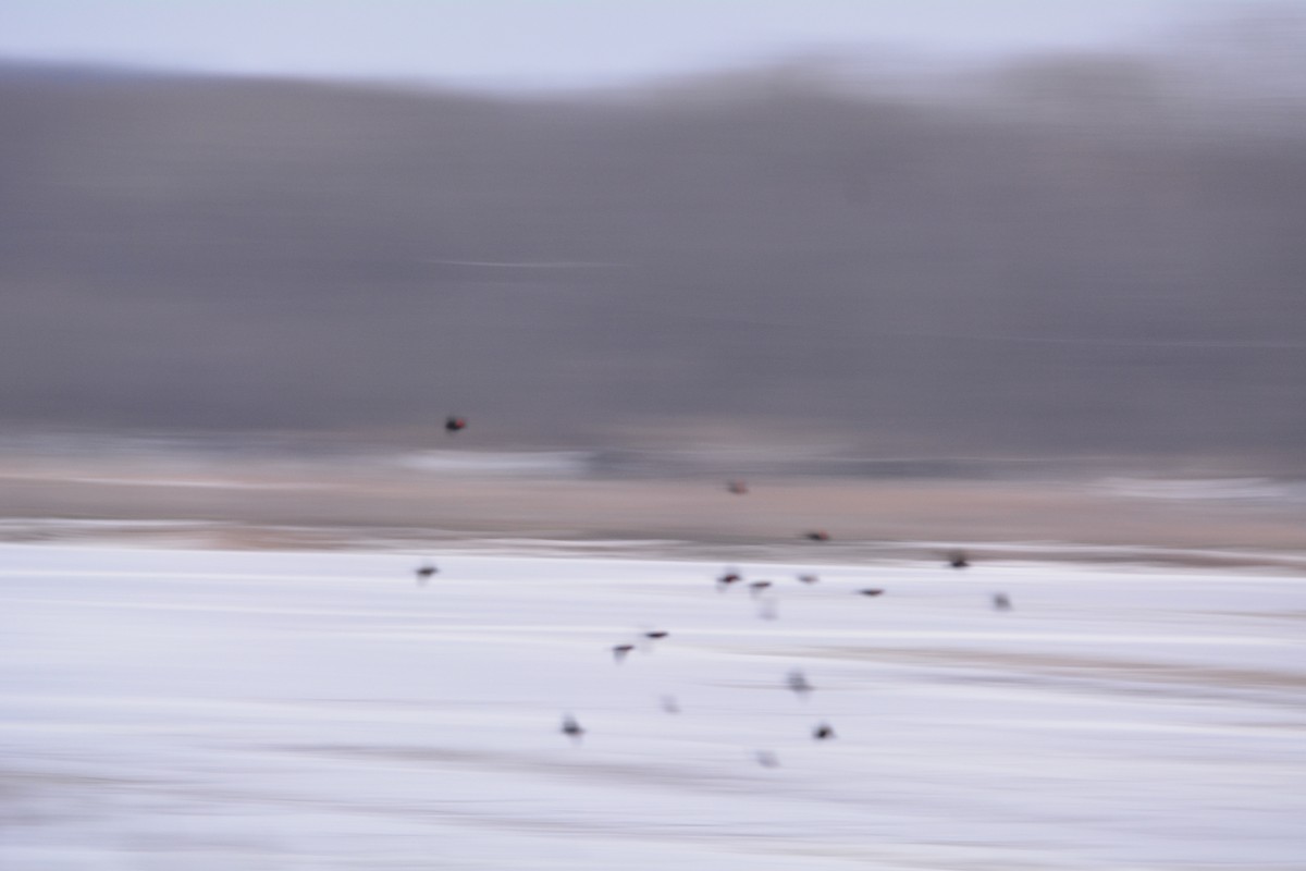 Red-winged Blackbird - David Kennedy