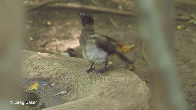 Common Bulbul (Dark-capped) - ML248562521