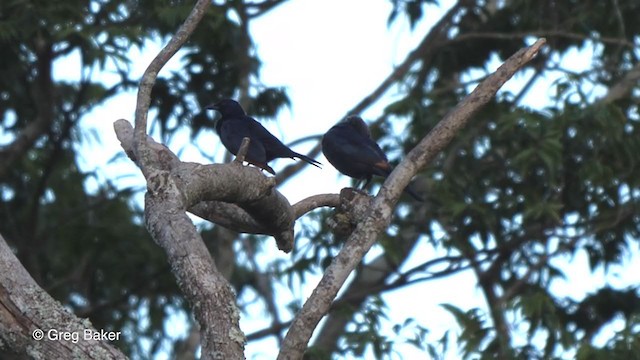 Red-winged Starling - ML248562581