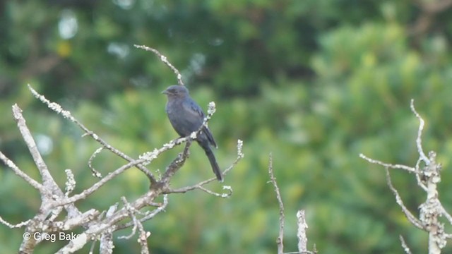 Güneyli Drongo Sinekkapanı - ML248562591