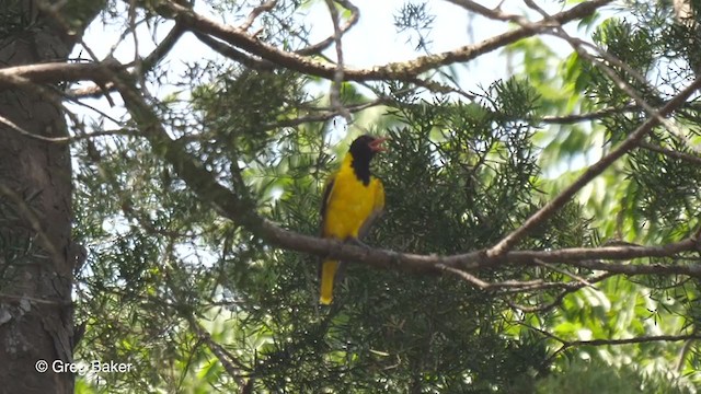 African Black-headed Oriole - ML248563121