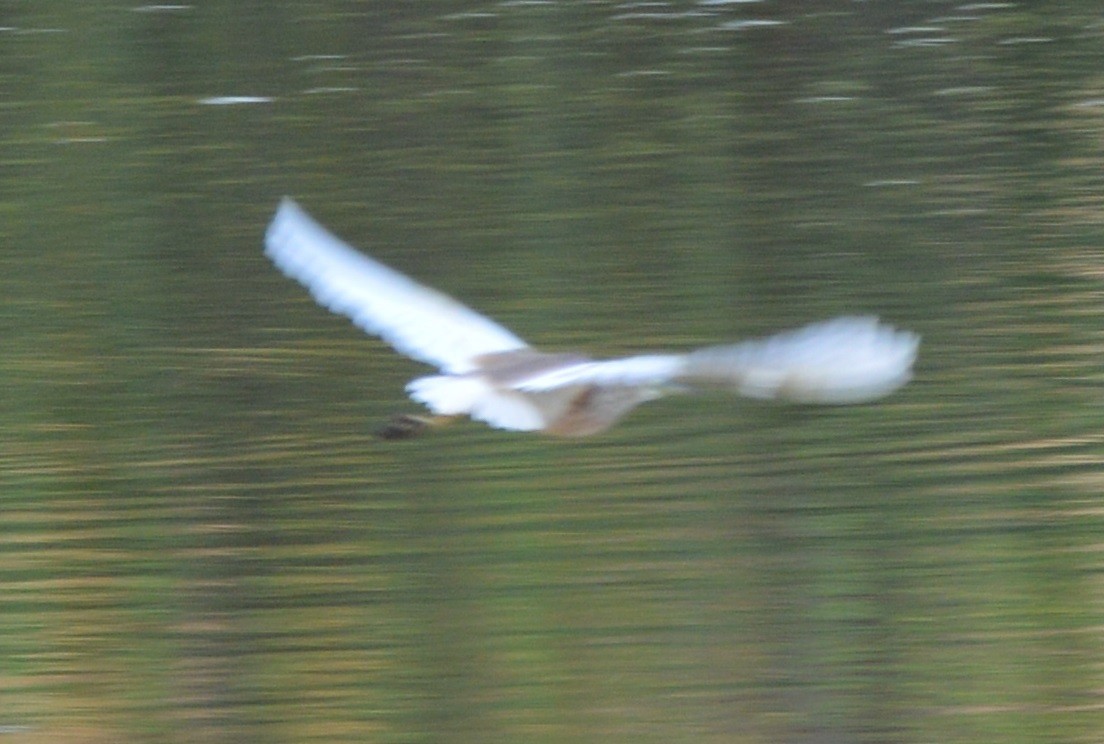 Squacco Heron - ML24856371