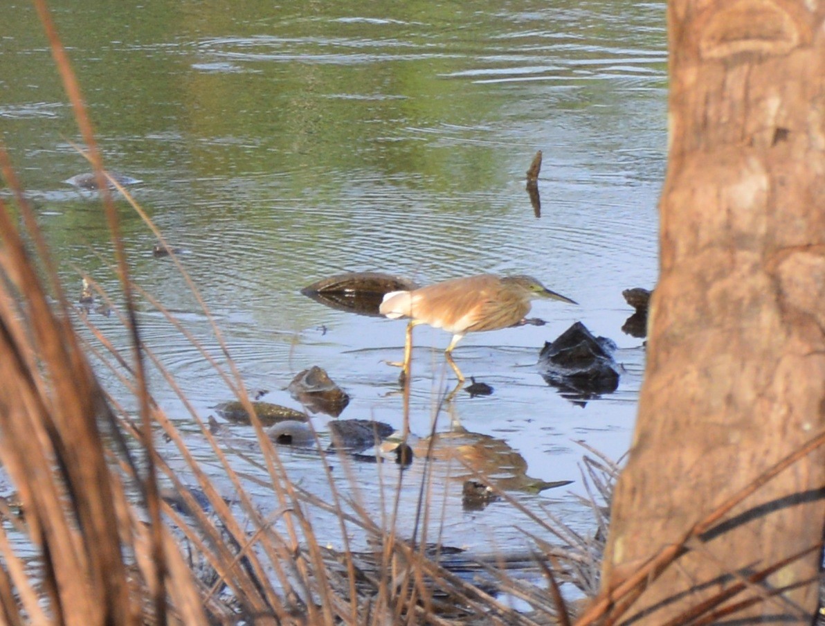 Squacco Heron - ML24856381