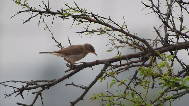 Sykes's Warbler - ML248564531