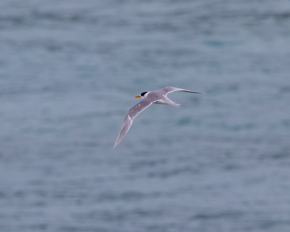 Great Crested Tern - Paul Rankin