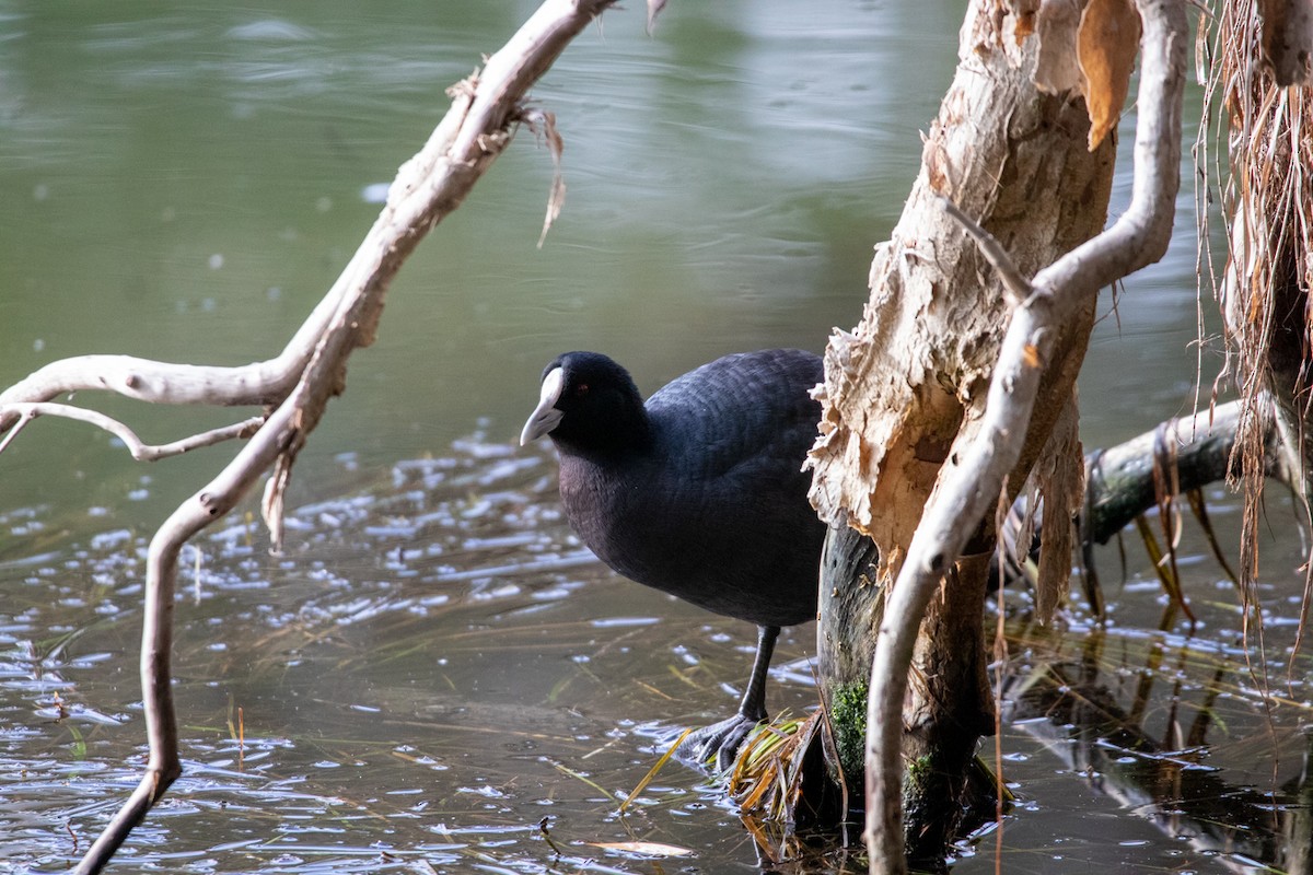 Eurasian Coot - ML248566331