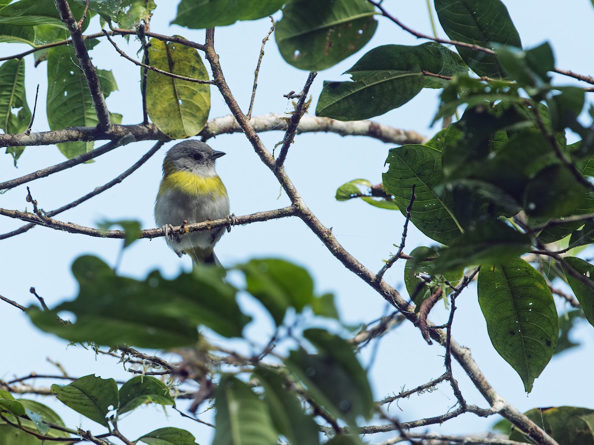 Clorospingo Gorjigrís (grupo canigularis) - ML248566421