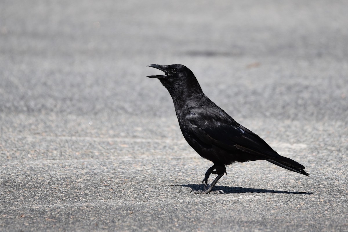 American Crow - ML248568001