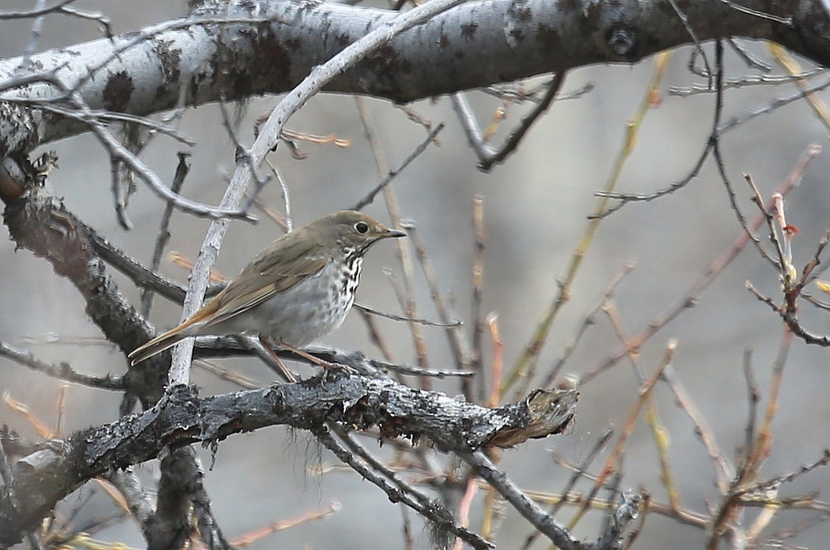 Hermit Thrush - ML248569301